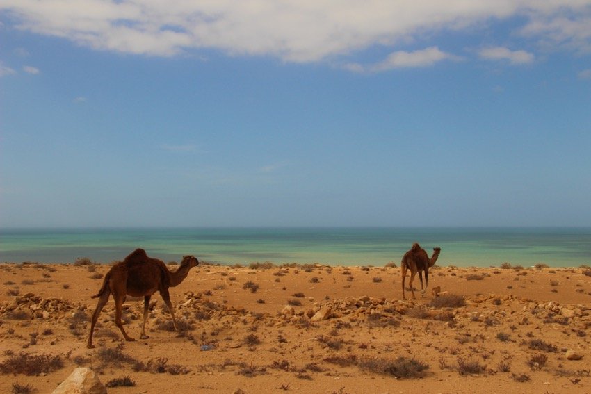 Camels in the desert next to the Atlantic Ocean