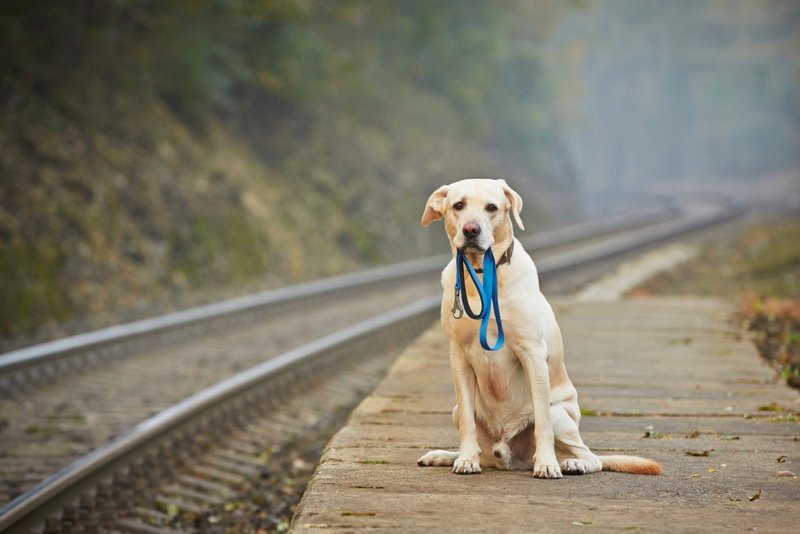 taking a dog on a train