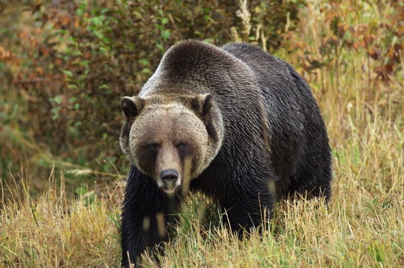 pepper spray vs bear spray