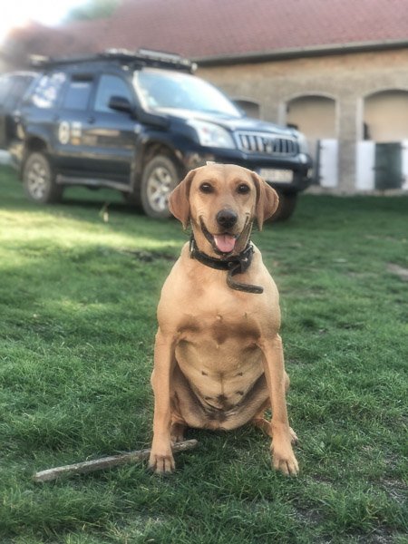 road tripping with pets