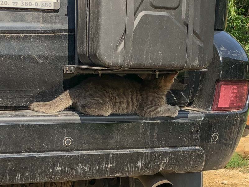 shy cat under jerry can