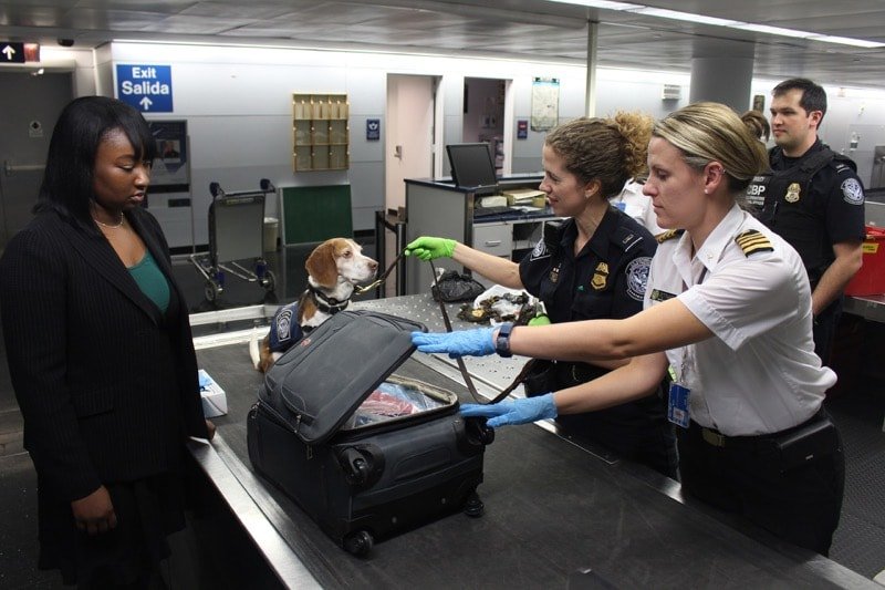 flying with pets